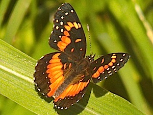 Bordered Patch Butterfly